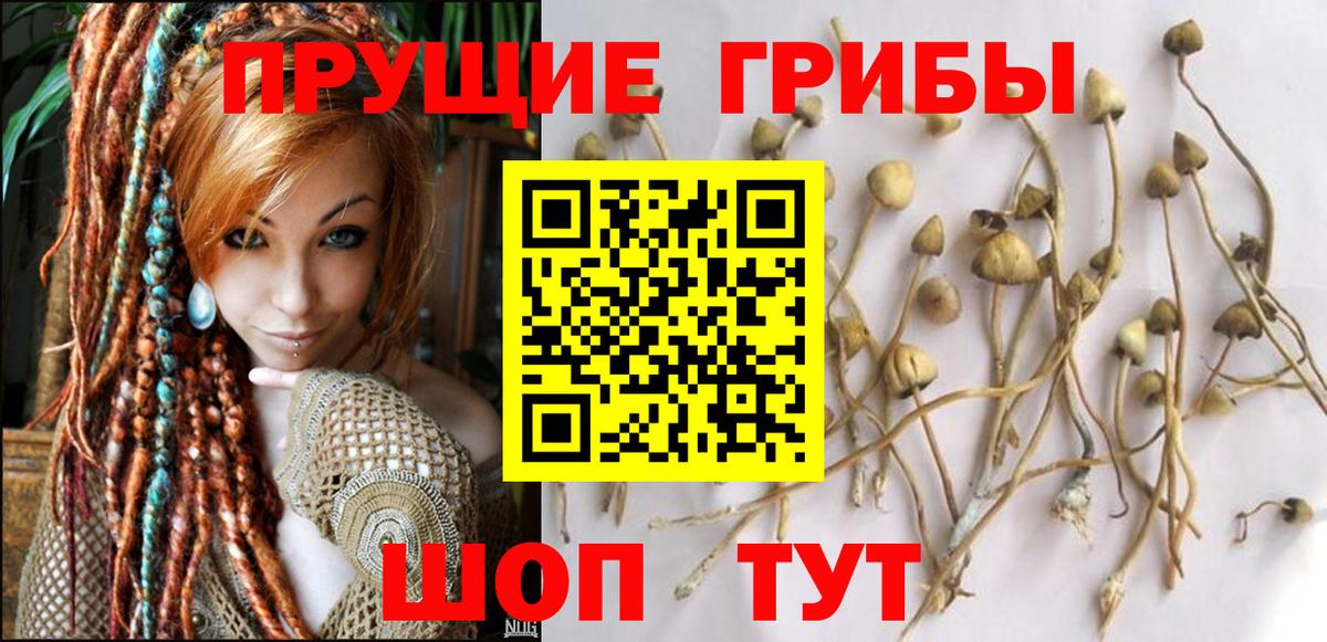 Прокопьевск  Галлюциногенные грибы Psilocybe  Вход с VPN  Галлюциногенные грибы Psilocybine cubensis 